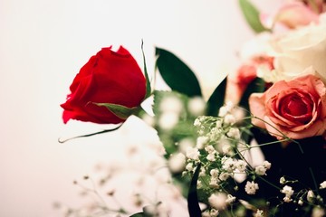 Individual red rose in a bouquet 