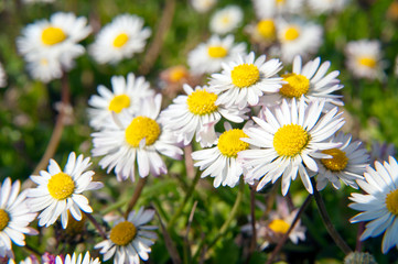 Margherite in primavera