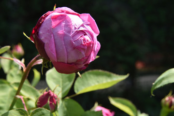 Rosa antica 17
