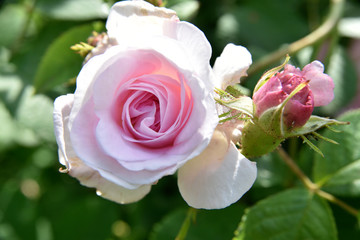 Rosa antica 9