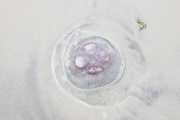 Jellyfish on beach in the Lofoten Islands Norway