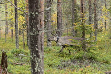 Reindeer walking in forest. Red, yellow, orange, green colored deciduous trees in fall. Autumn, ruska time Lapland, Finland