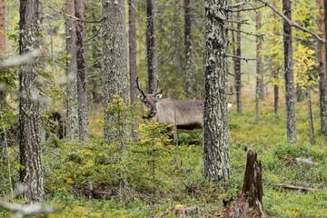 Reindeer walking in forest. Red, yellow, orange, green colored deciduous trees in fall. Autumn, ruska time Lapland, Finland