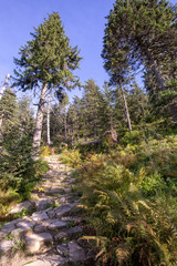 Path way in forest, summer nature landscape