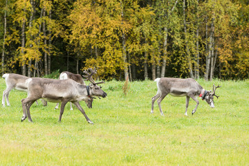 Naklejka na ściany i meble Reindeer walking in forest. Red, yellow, orange, green colored deciduous trees in fall. Autumn, ruska time Lapland, Finland