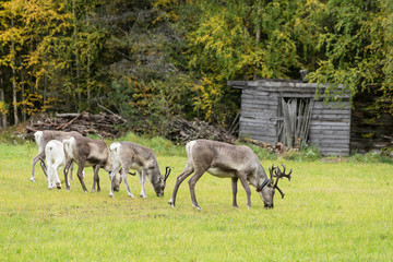 Reindeer walking in forest. Red, yellow, orange, green colored deciduous trees in fall. Autumn, ruska time Lapland, Finland