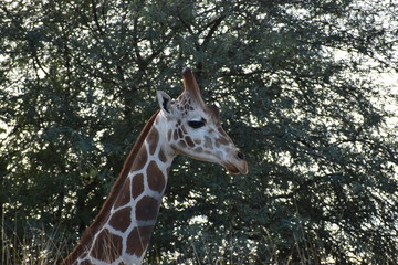 giraffe in the trees