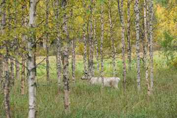 Naklejka premium Reindeer walking in forest. Red, yellow, orange, green colored deciduous trees in fall. Autumn, ruska time Lapland, Finland