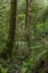Forest Westcoast South Island New Zealand. Ferns. Tropical forest