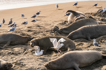 ( Mirounga angustirostris) Scene from the Northern Elephant Seal rookery at Piedras Blancas,...
