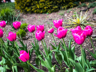 natural tulips reservation close up