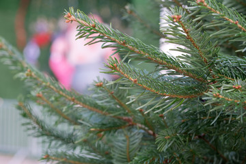 Close-up of a Christmas decorated tree