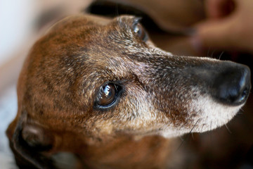 Elderly mini dachshund landing for photo