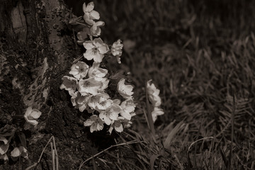 Cherry blossoms in the sunshine, cherry blossoms in black and white, flat contrast, flowers and plants in black and white