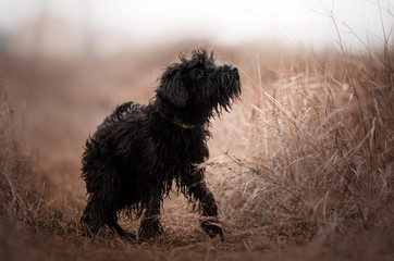 Fototapeta premium black miniature schnauzer dog puppy cute photo fun walk