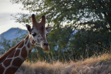 giraffe in Africa mountains