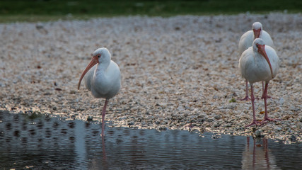 American White Ibis birds playing in a puddle