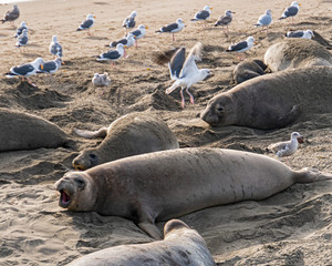 ( Mirounga angustirostris) Scene from the Northern Elephant Seal rookery at Piedras Blancas, Central Coast California