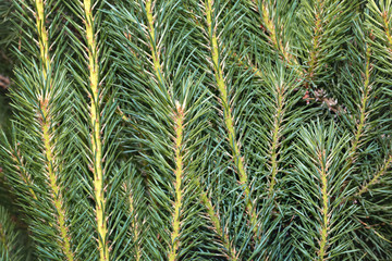 Branches with green needles. Coniferous texture, background