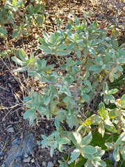 Flora della macchia mediterranea ligure