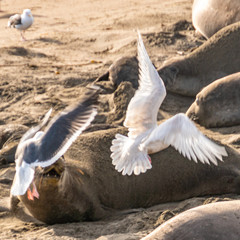 ( Mirounga angustirostris) Scene from the Northern Elephant Seal rookery at Piedras Blancas, Central Coast California