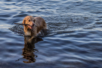 Retriever mix breed dog fetching a stick in Key Largo, Florida