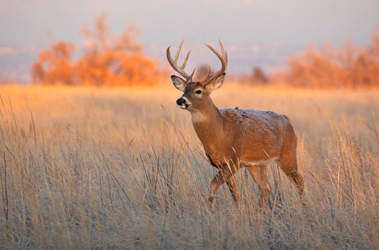 DEER ELK WHITETAIL MULE DEER