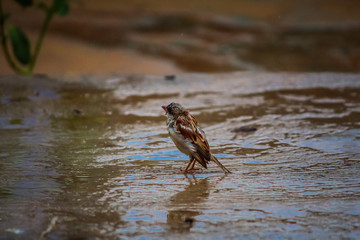 Sparrow stood his ground and Looking for food