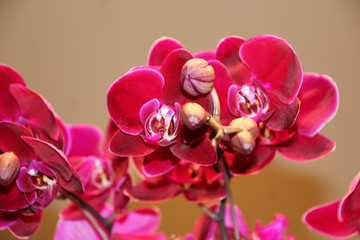 Fototapeta na wymiar Bright burgundy and pink orchid flowers Phalaenopsis 2