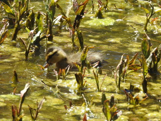 Baby duckling feeding on the aquatic plants and insects in Jenks Lake, in the San Bernardino Mountains, California.