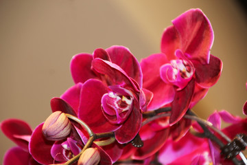 Bright burgundy and pink orchid flowers Phalaenopsis 3