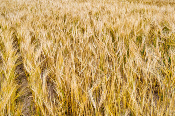 Yellow grain ready for harvest growing in a farm field.