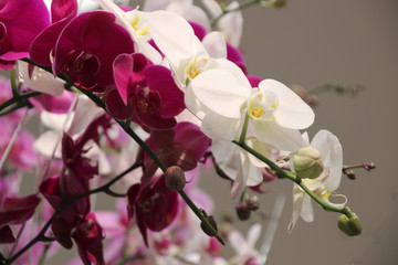 Bright white and red orchid flowers Phalaenopsis 8