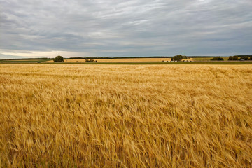 Fototapeta premium Yellow grain ready for harvest growing in a farm field.