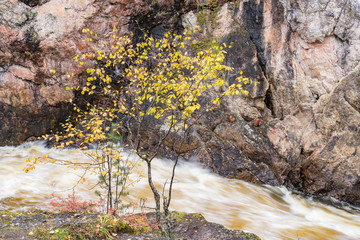 Red cliff, stone wall, forest, waterfall and wild river view in autumn. Fall colors - ruska time in Kiutaköngäs. One part of Karhunkierros Trail. Oulanka National Park, north Finland, Lapland, Europe