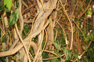 Grapevine trunks on a grape plantation