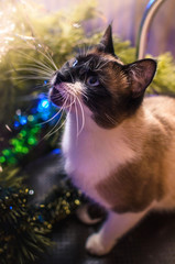 Siamese cat on a chair near the Christmas tree is about to jump
