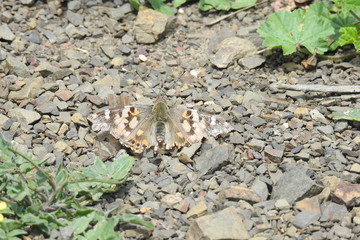 Withered painted lady butterfly, aged by time, faded with torn wings.