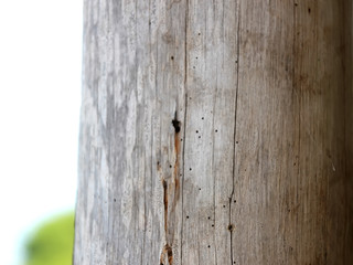 Gray log with traces of termite defeat