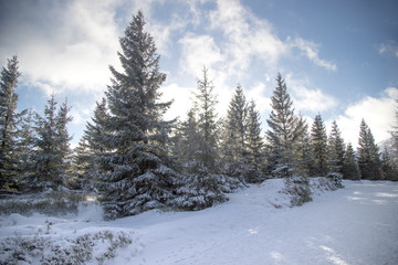 Fototapeta na wymiar Piękny widok na choinki w zimowym lesie