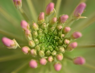 Beautiful inflorescence of small pink buds on long green stems