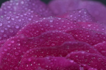 Large drops of dew on the velvety surface of rose petals in lilac color close-up