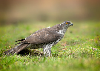 Northern goshwak (Accipiter gentilis) close up