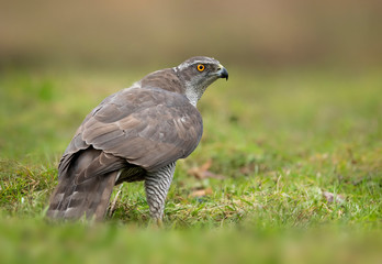 Northern goshwak (Accipiter gentilis) close up