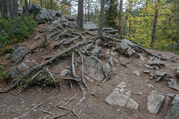 Cliff, stone wall, forest, waterfall and wild river panoramic view in autumn. Fall colors - ruska time in Myllykoski. Karhunkierros Trail, Oulanka National Park in north Finland. Lapland, Europe