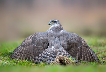Northern goshwak (Accipiter gentilis) close up