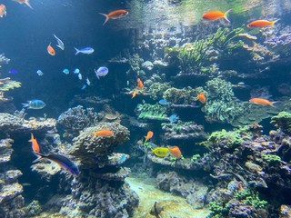 some fish in the water