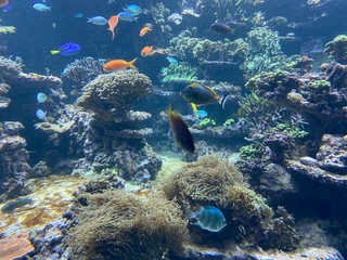 some fish in the water