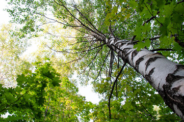 Green tree crown