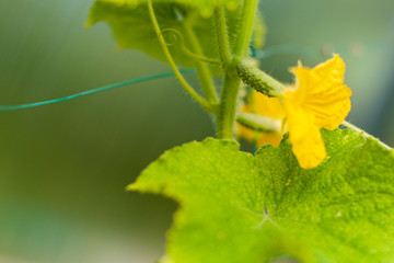 cucumber flower